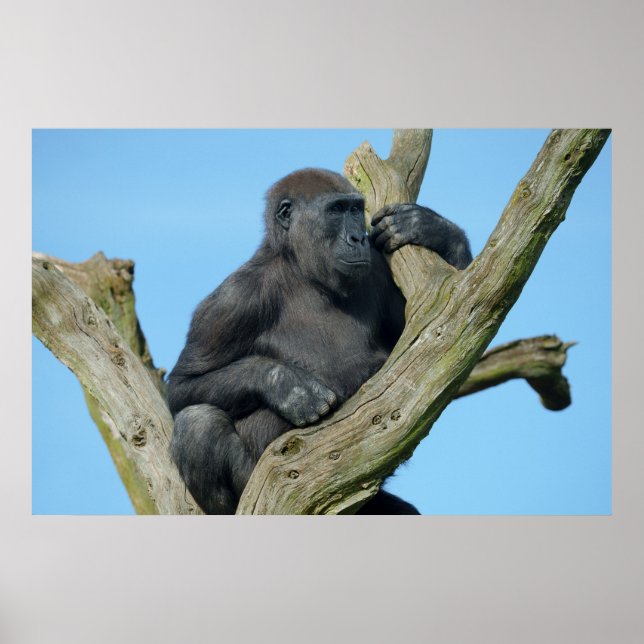 Gorilla's Tranquil Tree Perch Poster (Front)