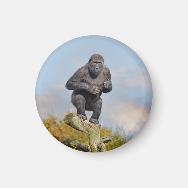 Gorilla's Tree-Balancing Act Magnet (Front)