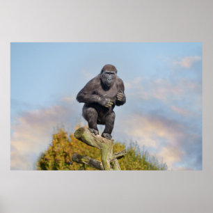 Gorilla's Tree-Balancing Act Poster