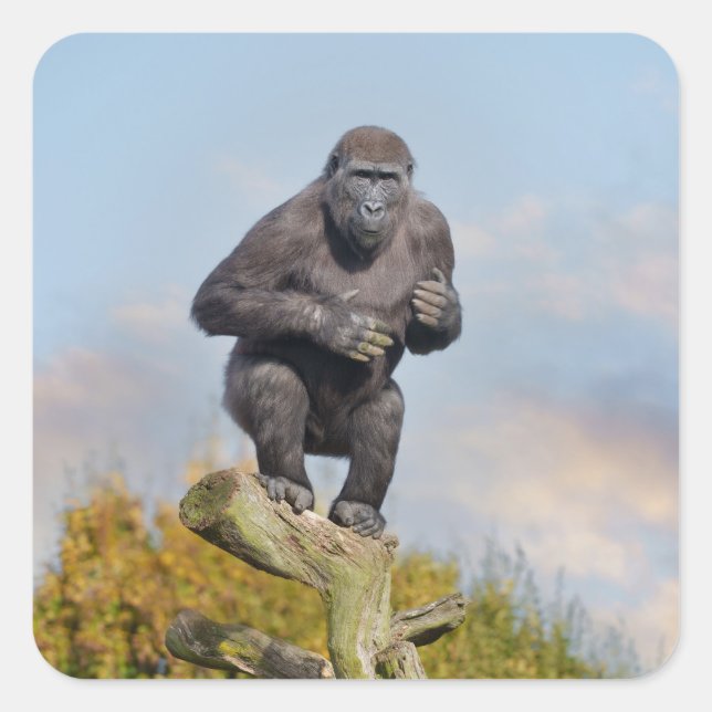 Gorilla's Tree-Balancing Act Square Sticker (Front)