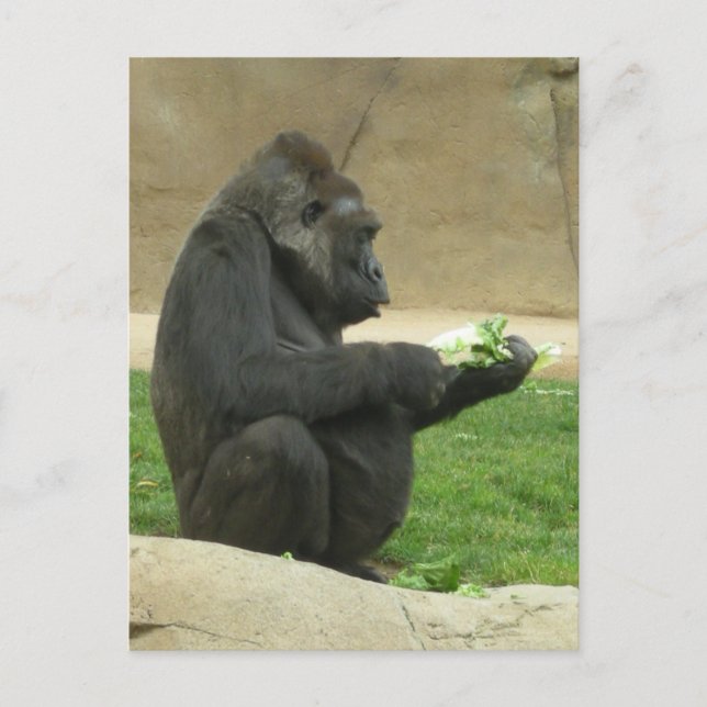 Gorrilla Postcard (Front)