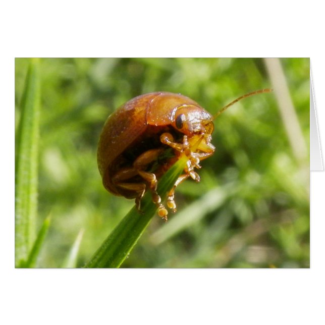 Gorse Bug Macro (Front Horizontal)