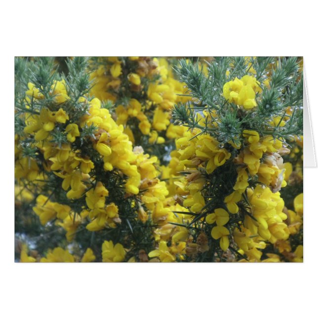 Gorse, Loch Ness, Scotland (Front Horizontal)