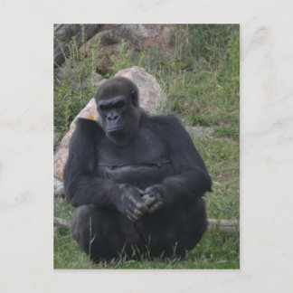 Gorsitting Postcard