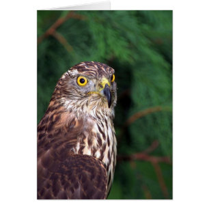 Goshawk