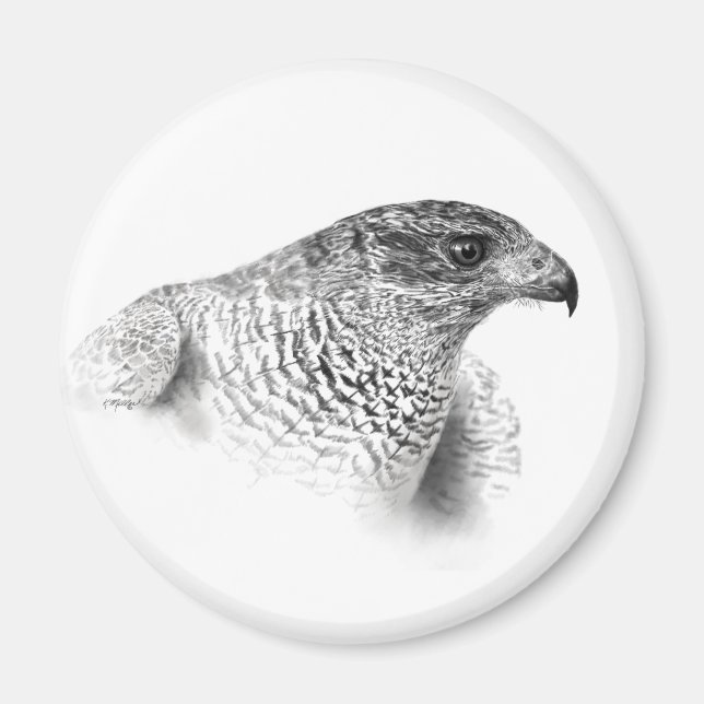 Goshawk Drawing Magnet (Front)