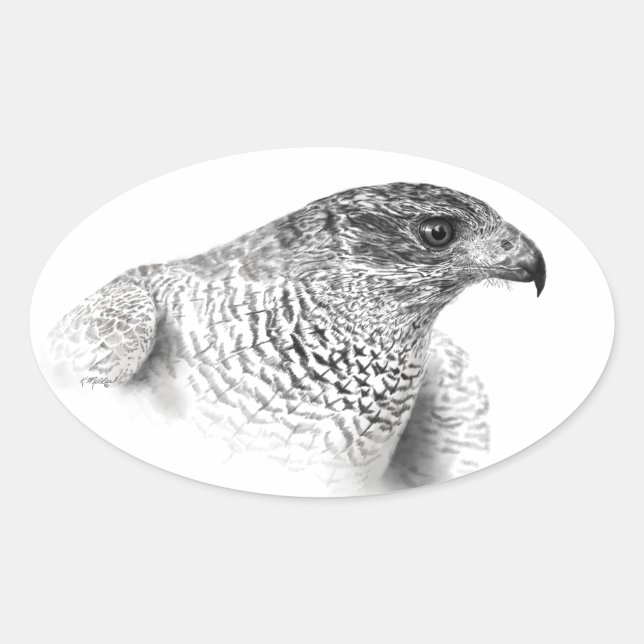 Goshawk Drawing Oval Sticker (Front)