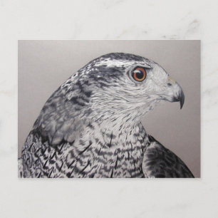 Goshawk Postcard