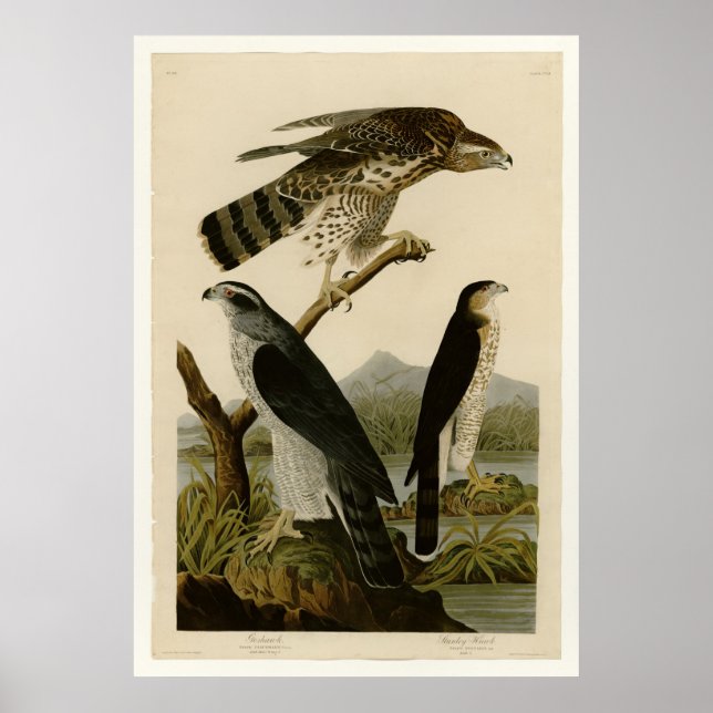 Goshawk & Stanley Hawk Poster (Front)