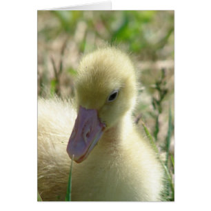 Gosling