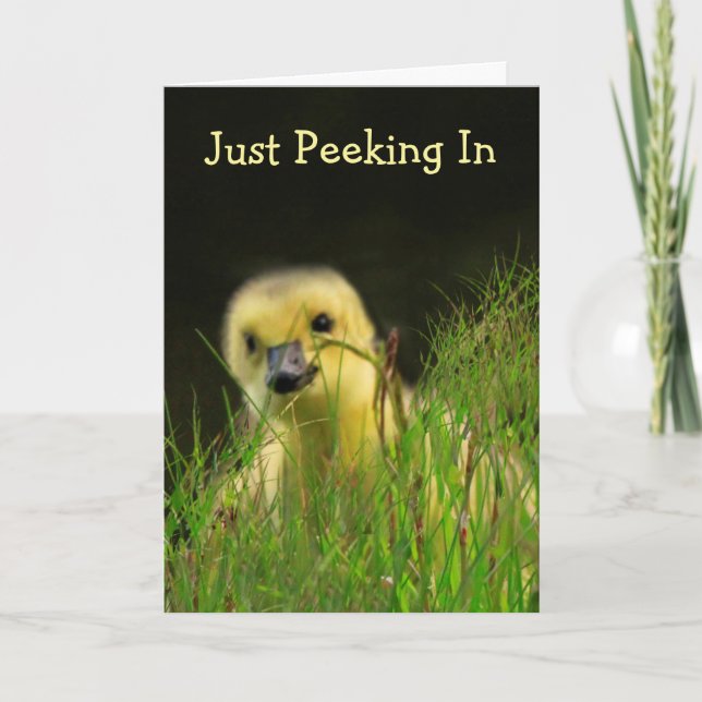 Gosling Baby Bird Encouragement Card (Front)