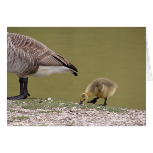 Gosling card