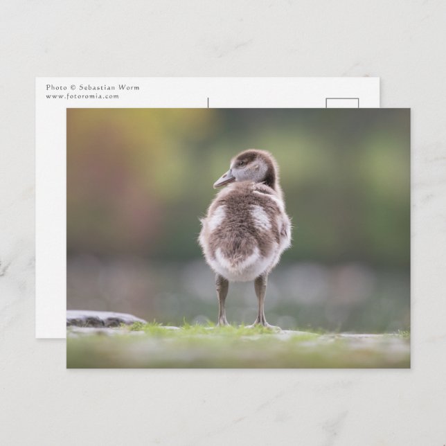 Gosling Nature Photo Postcard (Front/Back)