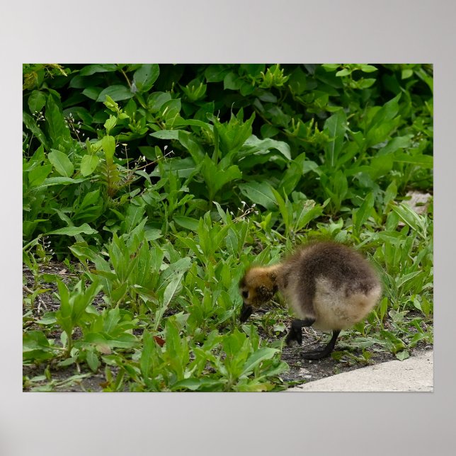 Gosling Photo Poster (Front)