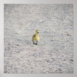Gosling Photo Poster