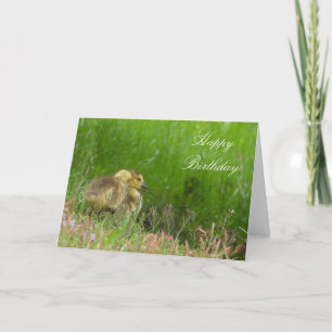 Goslings Birthday or Greeting card. Customise Card