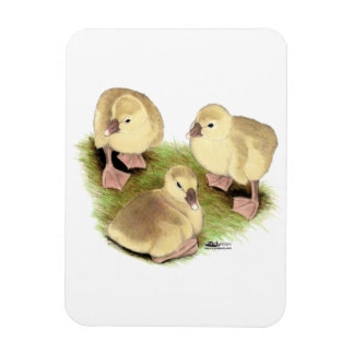 Goslings:  Buff African Magnet