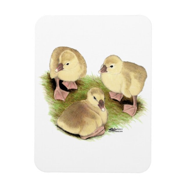 Goslings:  Buff African Magnet (Vertical)