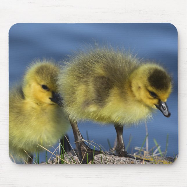 Goslings in Spring Mouse Pad (Front)
