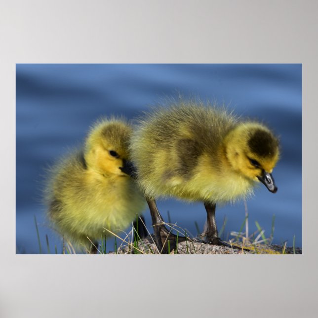 Goslings in Spring Poster (Front)