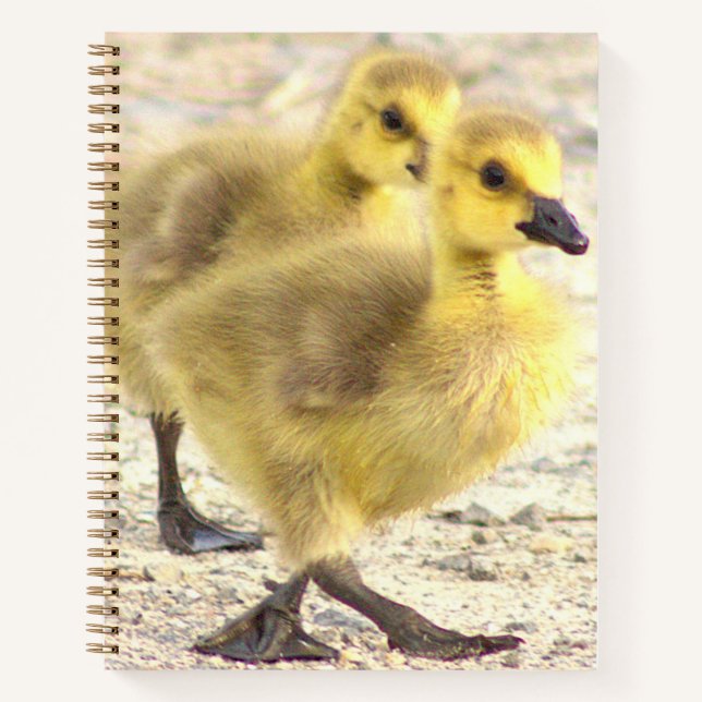 Goslings Photo Notebook (Front)