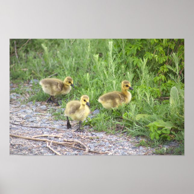 Goslings Photo Poster (Front)