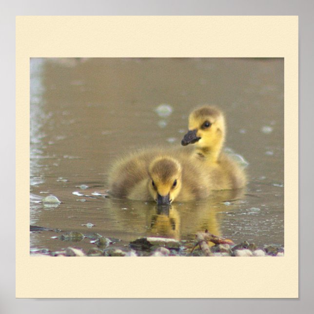 Goslings Photo Poster (Front)
