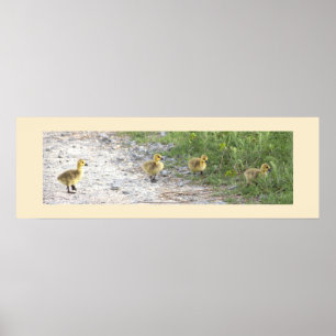 Goslings Photo Poster
