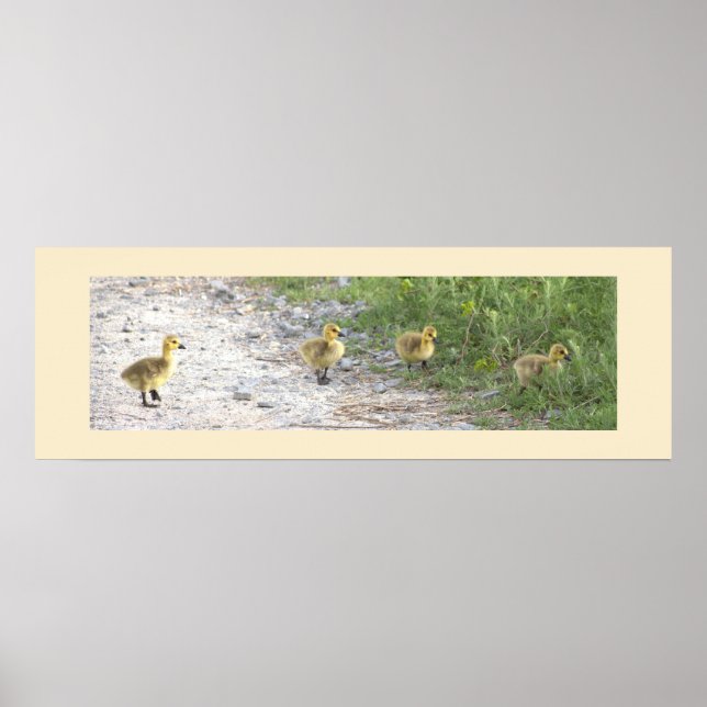 Goslings Photo Poster (Front)