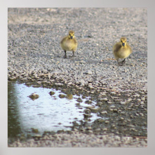 Goslings Photo Poster