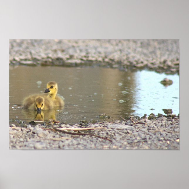 Goslings Photo Poster (Front)