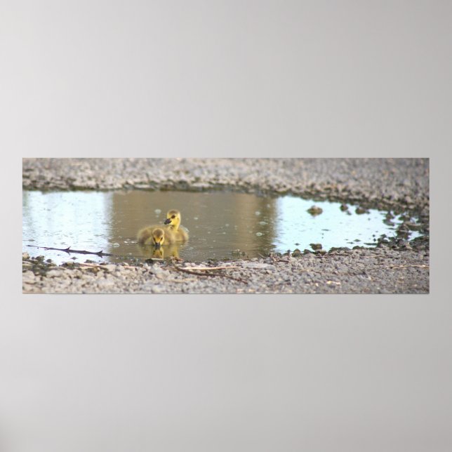 Goslings Photo Poster (Front)