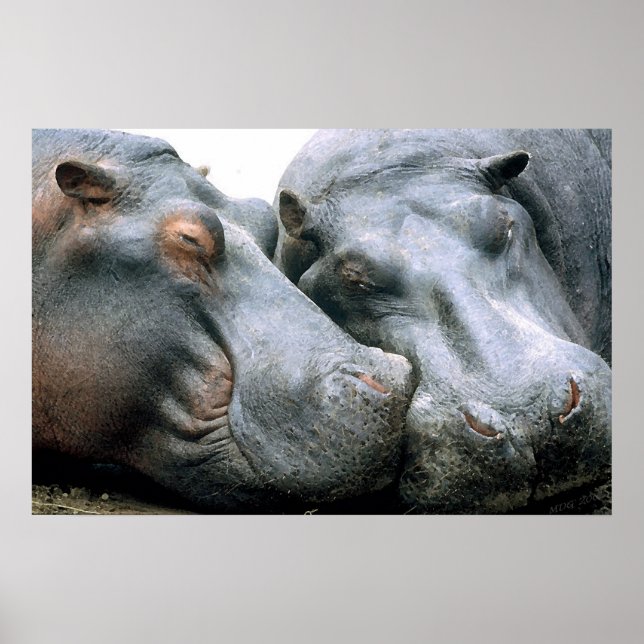 Gossip Hippopotamus Portrait Poster (Front)