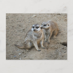 Gossip Postcard