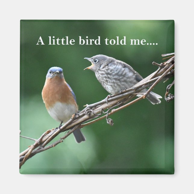 Gossiping Birds Magnet (Front)