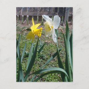 Gossiping Daffies Postcard
