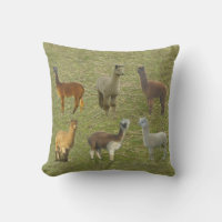 Got Alpacas?