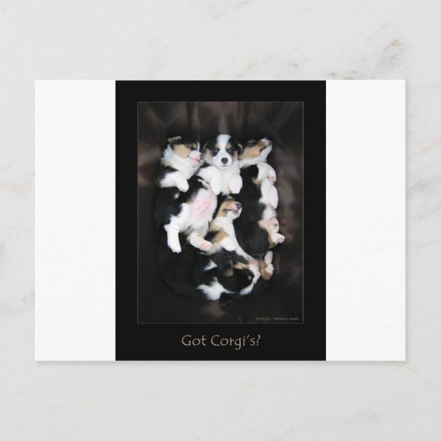 Got Corgi's? Postcard (Front)
