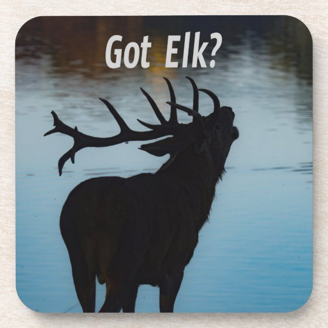 Got Elk?  Funny Hunter Humour Coaster (Front)