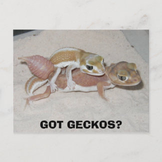 GOT GECKOS? POSTCARD