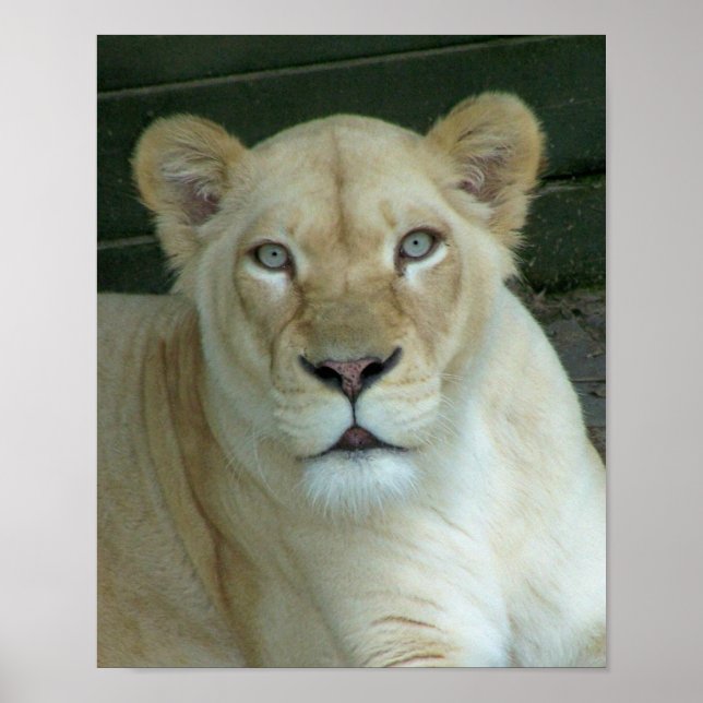 Got Mice? Poster (Front)