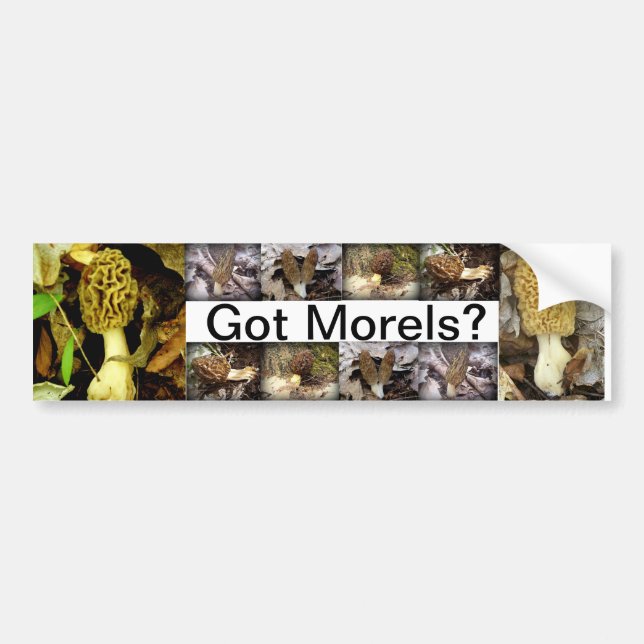 Got Morels? Mushrooms Bumper Sticker (Front)