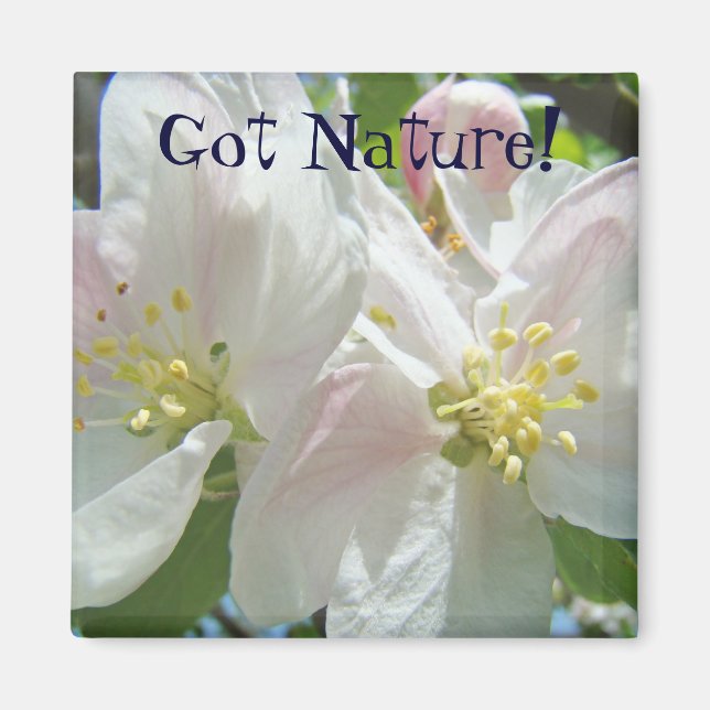 Got Nature! magnet Pink Apple Blossom Flowers (Front)