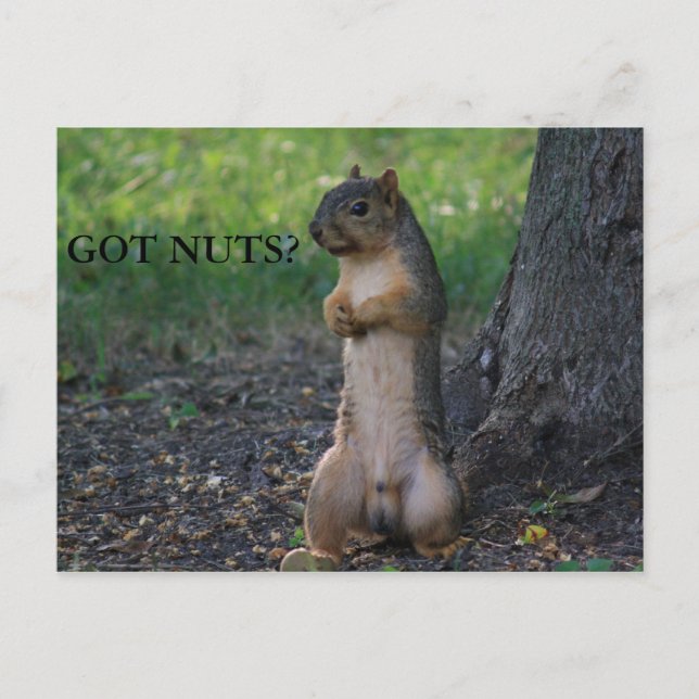 GOT NUTS? POSTCARD (Front)