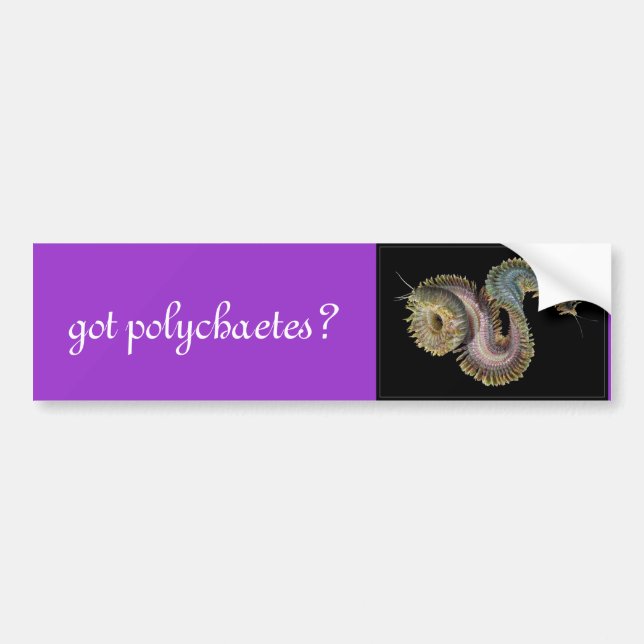 got polychaetes? bumper sticker (Front)