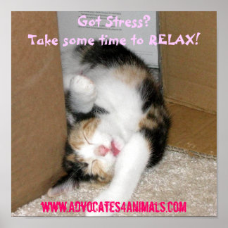 Got Stress? CUTE KITTEN POSTER