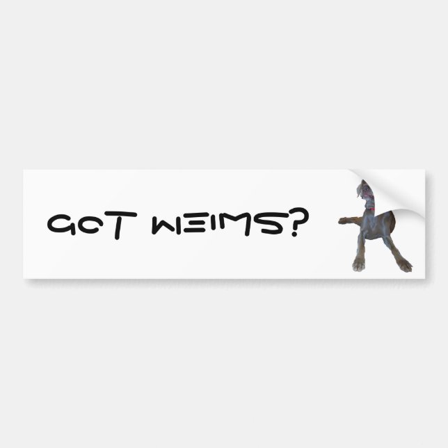 Got Weims? weimaraner bumper sticker (Front)