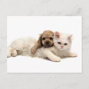 Got Ya!  Puppy Sneeks Up On Kitten Postcard