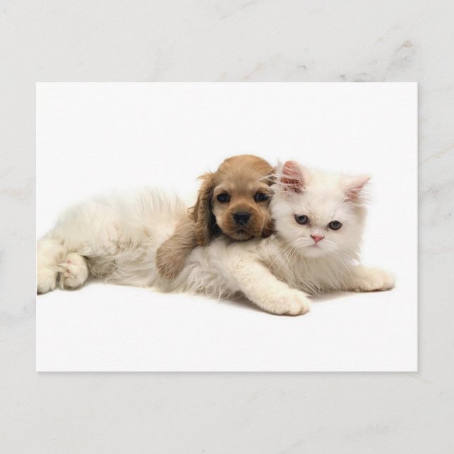 Got Ya!  Puppy Sneeks Up On Kitten Postcard (Front)