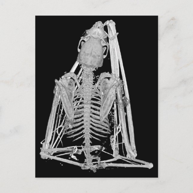 Gothic Bat Skeleton Postcard (Front)